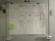 Anatomy of a Cow